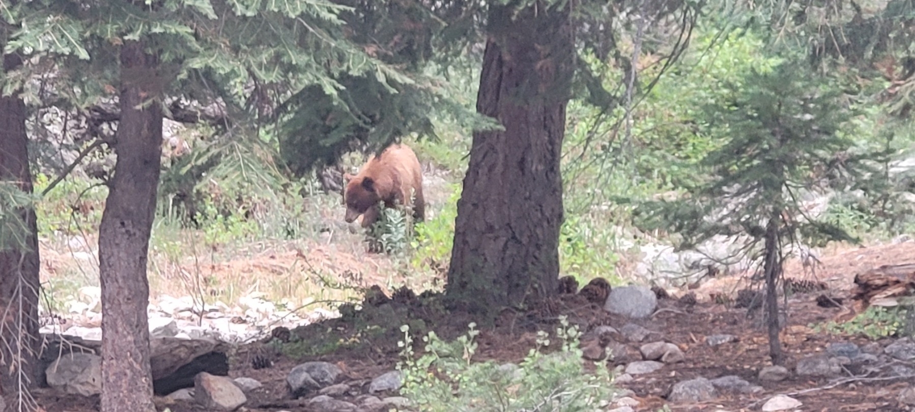 One of the many bears that walked through my camp